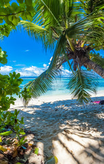 palm trees on the beach, Anse Source d’argent, Seychelles 