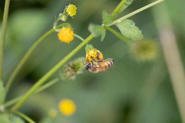 受粉するセイヨウミツバチ