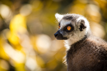 Lemur catta
