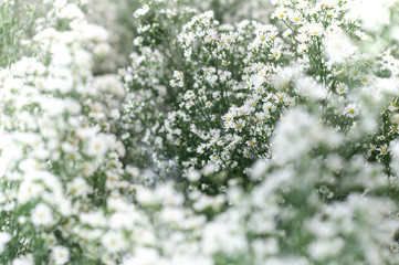 The concept of gypsophila flowers that decorate the bouquet for a wedding. White flowers are beautiful and add elegance as well. Selection of the focus of the beautiful white gypsy