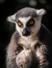 Lemur catta