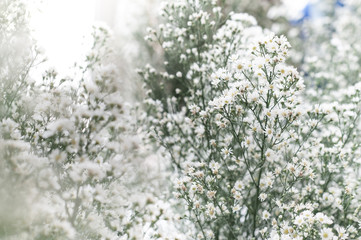 The concept of gypsophila flowers that decorate the bouquet for a wedding. White flowers are beautiful and add elegance as well. Selection of the focus of the beautiful white gypsy