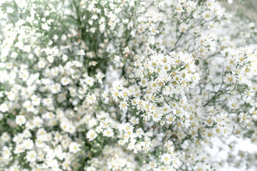 The concept of gypsophila flowers that decorate the bouquet for a wedding. White flowers are beautiful and add elegance as well. Selection of the focus of the beautiful white gypsy