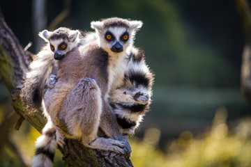 Lemur catta © jurra8