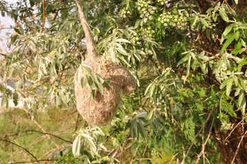 bird in nest