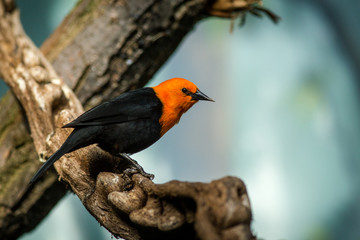 Black-headed Blackbird