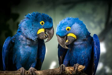 Foto op Plexiglas Nachtblauw blauwe en gele ara