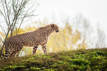 cheetah portrait in autumn park 