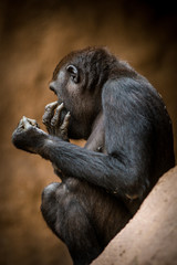 portrait of gorilla
