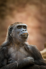portrait of gorilla