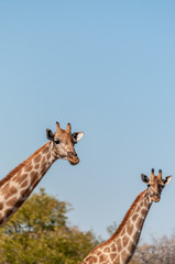 Obraz premium Angolan Giraffes - Giraffa giraffa angolensis-walking through the bushed of Etosha National Park, Namibia