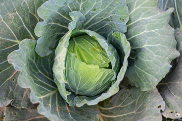 Closeup big fresh cabbage in the field ready to harvest