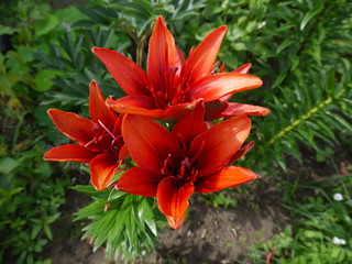 Цветы лилии красно-оранжевые с темной каймой