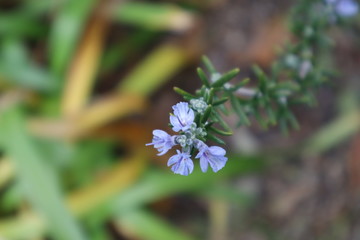 ローズマリーの花