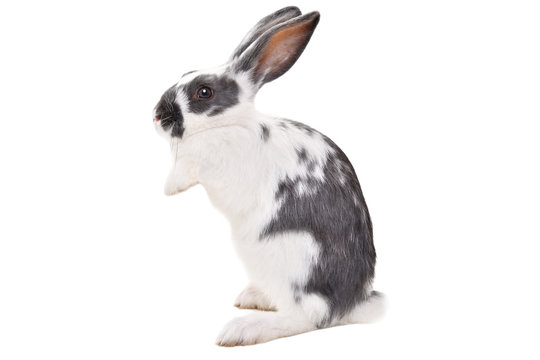 Bunny Standing On Hind Legs Images – Browse 484 Stock Photos, Vectors, and  Video | Adobe Stock