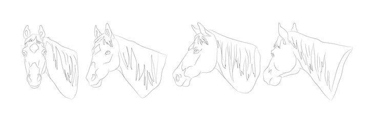 horse portrait vector illustration, line drawing