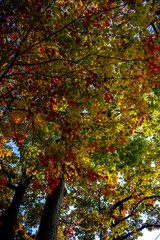 Leaves changing colors in the fall