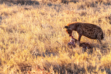 Close-up of a spotted Hyena - Crocuta crocuta- with a prey, seen during the golden hour of sunset in Etosha national Park, Namibia.