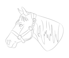 horse portrait vector illustration, line drawing