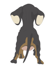 vector illustration of a dachshund that stands, view from the back, drawing color