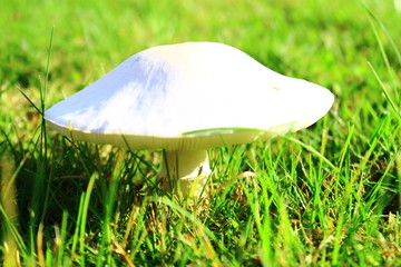 Pilz Herbst