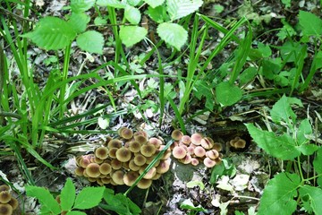 Malopinsky nature sanctuary of the Samara region Russia