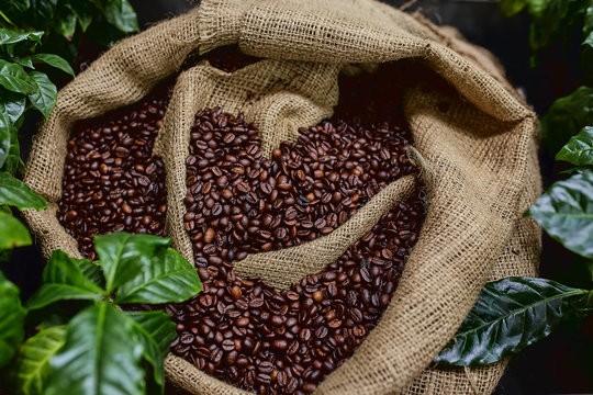 Open bag with coffee beans slices of green leaves. beautiful light, vigor of coffee beans, among coffee bushes © Georgii