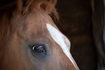 Close-up of a through bred racehorse seen looking at the photographer, Detail of his right eye and blaze is clearly visible in this image of the horse.