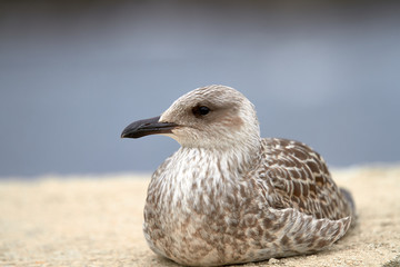Primer plano de una gaviota posada en un puerto pesquero