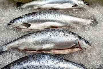 Showcase with fresh fish on ice, sturgeon, beluga, salmon, gastronomy concept fresh food.