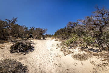Chrissy island scenery on a sunny summer day with dry trees, white sand and blue clear sky. © Eugene_Photo
