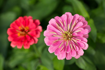 Colorful Zinnia flowers in the garden