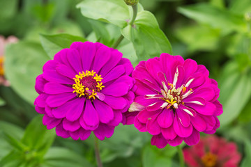 Obraz premium Colorful Zinnia flowers in the garden