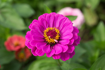 Obraz premium Colorful Zinnia flowers in the garden