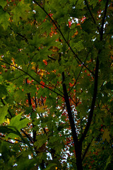 Leaves changing colors in the fall