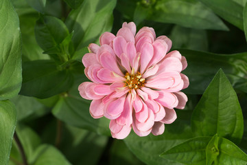 Obraz premium Colorful Zinnia flowers in the garden