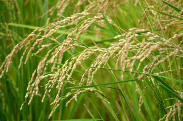 稲穂
