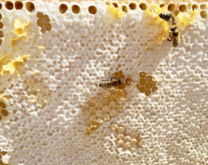 Abstract hexagon structure is honeycomb from bee hive filled with golden honey