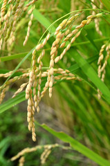 稲穂