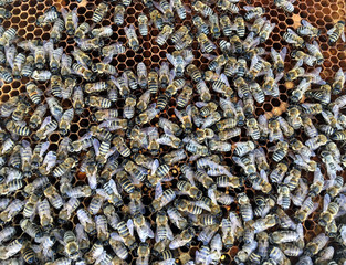 Abstract hexagon structure is honeycomb from bee hive filled with golden honey
