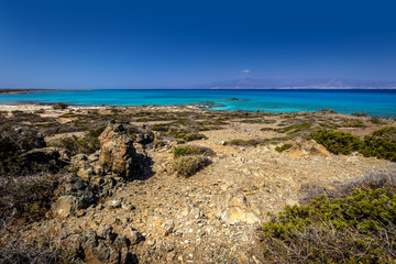 Chrissy island scenery on a sunny summer day with dry trees, brown soil and blue clear sky with haze. © Eugene_Photo