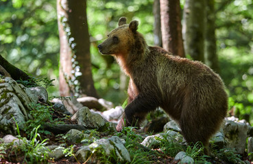 Wild brown bear (Ursus arctos) close up