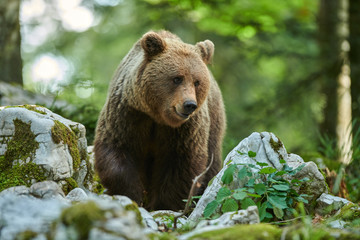 Wild brown bear (Ursus arctos) close up