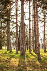 Sunny pine tree forest
