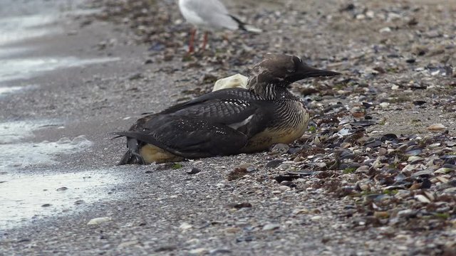 Bird Gavia Arctica, Black-Throated Loon sits on sand after long dives for food. Black-throated diver, Arctic loon