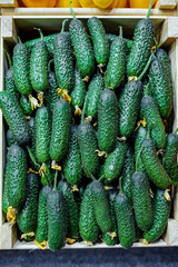 Box with pickles. Small cucumbers in a box top view