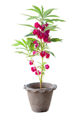 Pink Balsam, Impatiens balsamina or Touch Me Not  blooming in pot isolated on white background included clipping path.