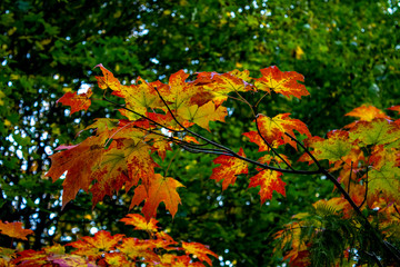 Leaves changing color at the start of the Fall