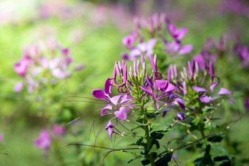 The background image of the colorful flowers