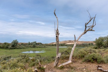View on a lake in a dune landscape with a dead tree in the foreground